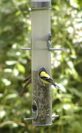 Birds at the feeder #2