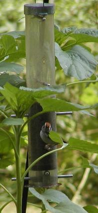 Bird at the feeder