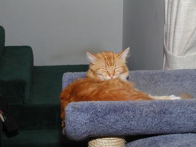 Let sleeping cats lie