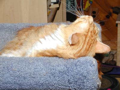 Let sleeping cats lie #2