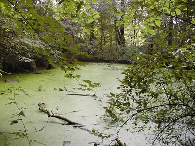Green pond