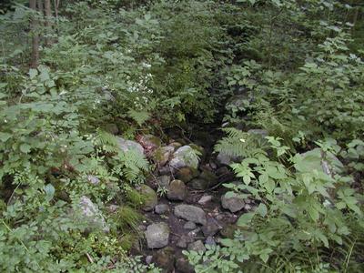 Streambed #3