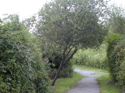 The leaning tree of Acton