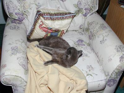 Let sleeping cats lie #4