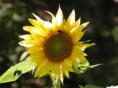 Sunflower with bee