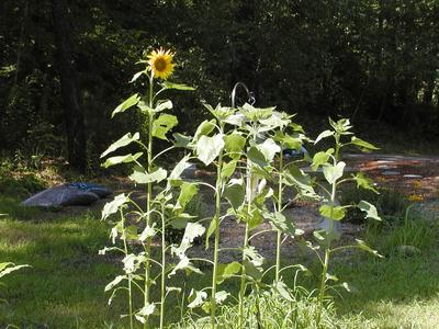 Bird feeder surrounded by sunflowers that have grown up from the seeds the birds dropped #2