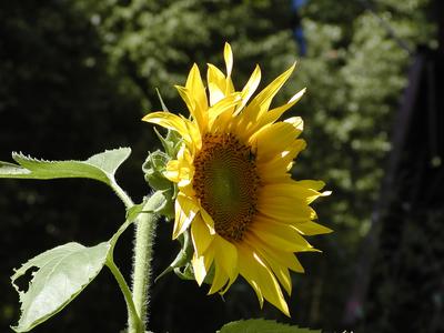 Sunflower #2
