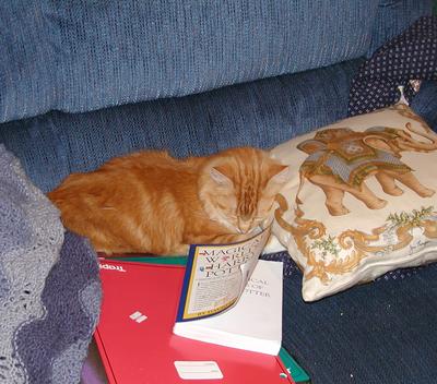 Is he dreaming about Harry Potter?