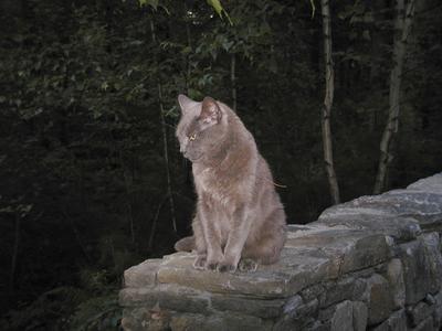 Purrgatory guarding the house