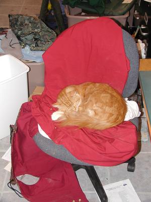 If I sleep on her Renaissance Faire dress, maybe she won't leave me for the day