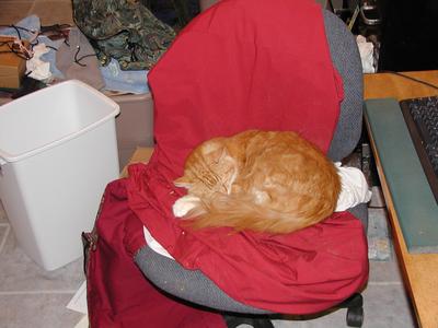 If I sleep on her Renaissance Faire dress, maybe she won't leave me for the day #2