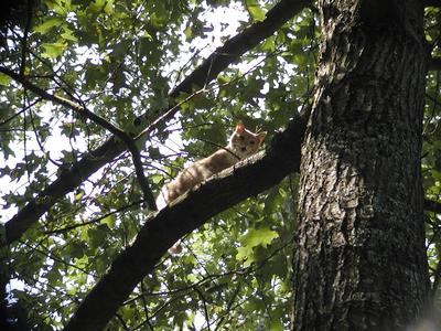 Aerosmith stuck in a tree