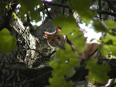 Aerosmith stuck in a tree #2
