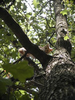 Aerosmith stuck in a tree #3