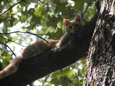 Aerosmith stuck in a tree #4