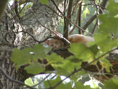 Aerosmith stuck in a tree #5