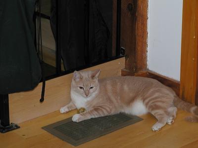 Queen of the Abba balls