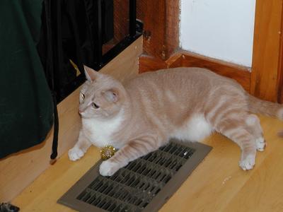 Queen of the Abba balls #2