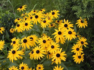 Black eyed Susans