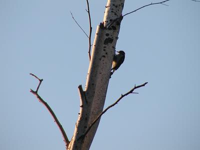 Bird on a tree