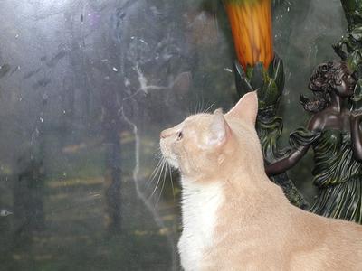 Abba ponders the great outdoors from the safety of the porch