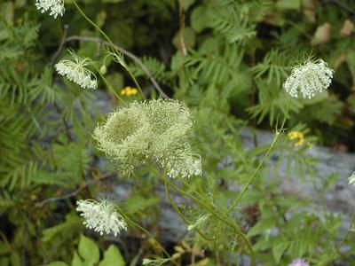 Queen Anne's Lace