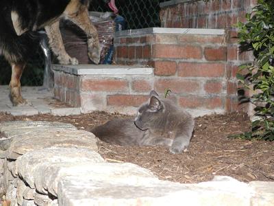 I'm just laying here, and this big mutt comes by and disturbs me