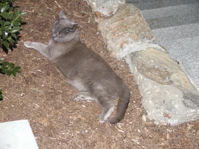 The queen of the walkway surveying her kingdom