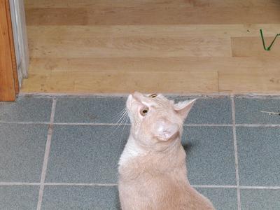 Sometime soon my servant will open the door for me