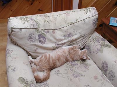 Not a care in the world