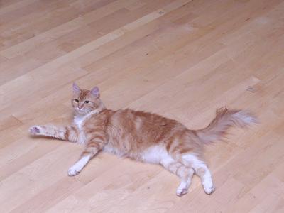 His majesty wishes to open the royal court