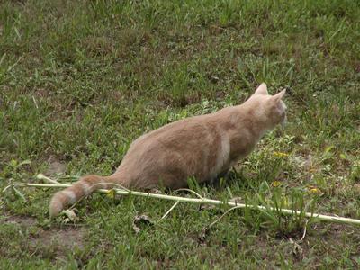 Aerosmith on the prowl