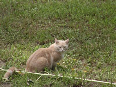 I'm learning to scowl from Purrgatory.