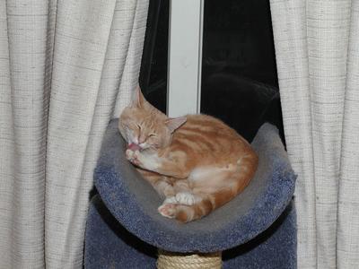 Got to keep that paw clean