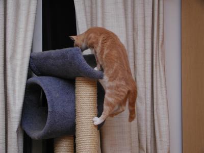 Aerosmith ascends to his perch