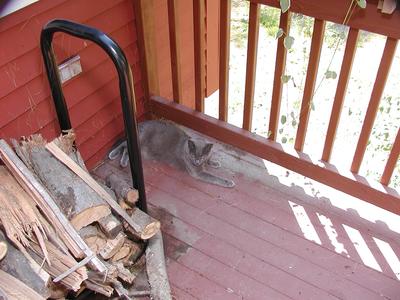 I've been sent to the woodpile