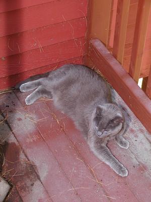Purrgatory on the porch