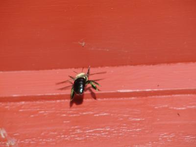 Hornet on our house #2