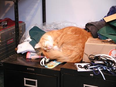 To cats, every surface is a sleeping area