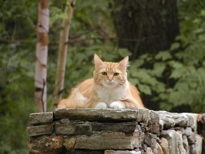 Now America becomes a guard kitty