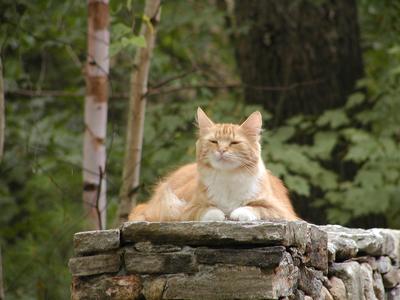 America the guard kitty