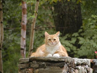 America the guard kitty #2