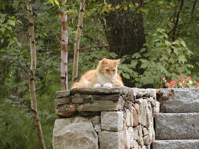 America the guard kitty #3