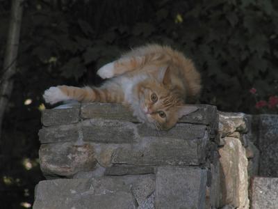 America the guard kitty #4