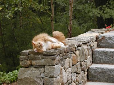 I have a belly that needs rubbing