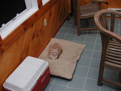 Yes, I know I'm not a dog, what of it?