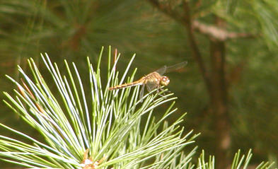 Dragonfly