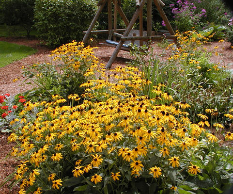 Black-eyed susans #2