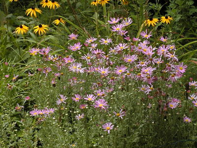 Black-eyed susans and dasies