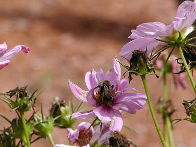 Pollinating flowers the natual way #2